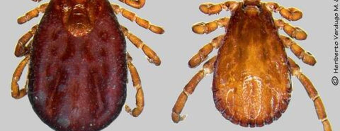 Researchers Warn Of Tick-borne Disease Babesiosis | Department Of ...